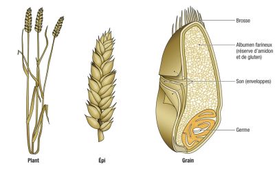 GrainBle